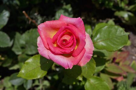 pink rose close up on a green backgroundの写真素材