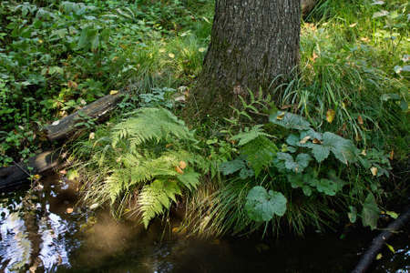tree in the bush on the bank of the creek closeupの写真素材