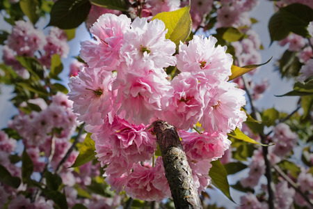 blooming sakura flowers in spring closeupの写真素材