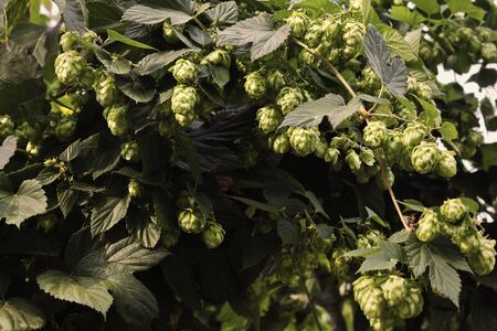 thickets of hops with ripe cones closeupの写真素材