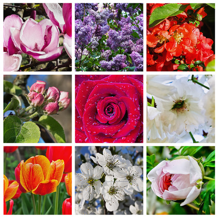 a collage of nine garden flowersの写真素材