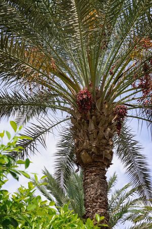 some growing palm trees against the skyの写真素材