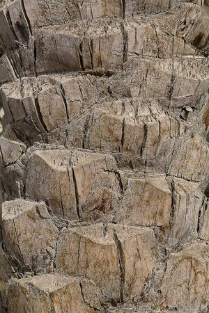 background with palm bark texture close upの写真素材