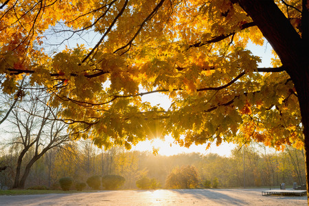Yellow autumn tree with back light in the parkの写真素材