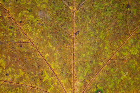 background of yellow-green maple leaf closeupの写真素材