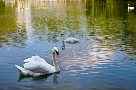 white mute swan floating on the lakeの写真素材