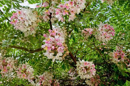tree with white and pink flowers closeupの写真素材