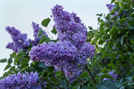 blossoming purple  lilac branches closeup spring day