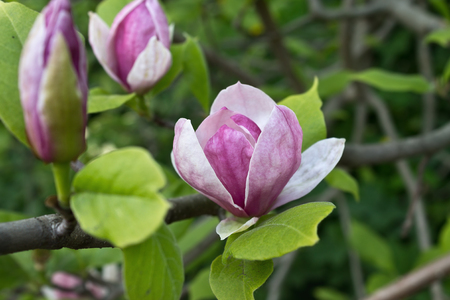 pink magnolia flower on a branch closeupの写真素材