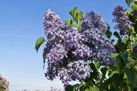 blossoming purple  lilac branches closeup against the skyの写真素材