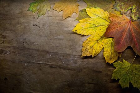 autumn maple leaves on the background of the old boardの写真素材