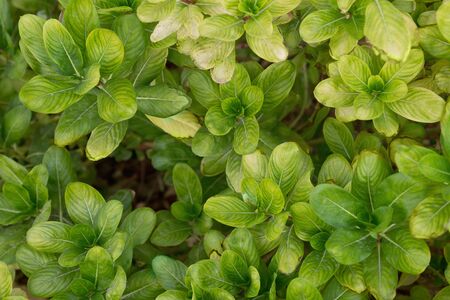 background leaves yellow-green bush close upの写真素材