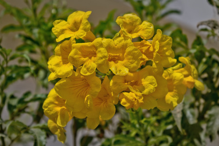 bunch of yellow flowers Tecoma closeupの写真素材