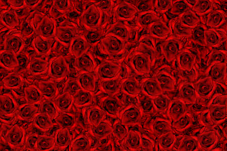 floral background of red roses closeupの写真素材