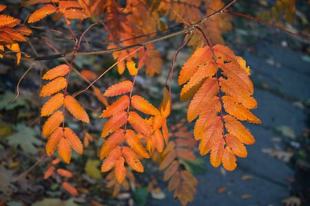 tree with yellow autumn leaves closeupの写真素材