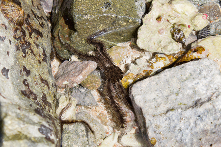 sea animal on the shore among the rocksの写真素材
