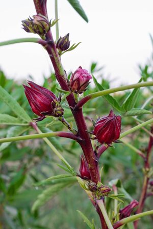 twig with red buds Sudanese rose close upの写真素材