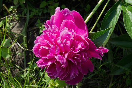 pink peony flower in the garden closeupの写真素材