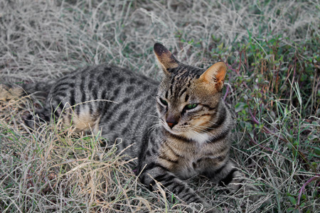 lying in the grass gray tabby cat close upの写真素材