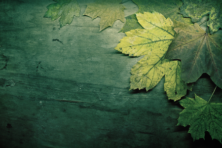 Autumn background with maple leaves, toned greenの写真素材