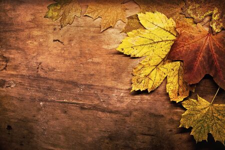 Autumn background with maple leaves, toned brownの写真素材