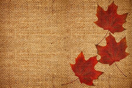 autumn background burlap with maple leavesの写真素材