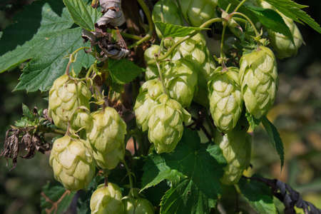 clusters of hop cones on a branch close upの写真素材