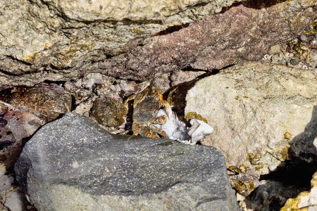 Marine crab on the shore, devouring fish, close upの写真素材