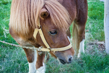 grazing in the grass  liver-chestnut horse close upの写真素材
