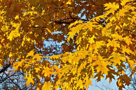 branch autumn trees with yellow leavesの写真素材