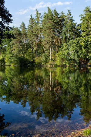 landscape green forest on the river bankの写真素材