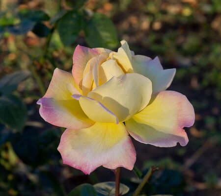 yellow and pink rose close up on a bedの写真素材
