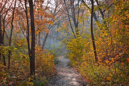 Trail in yellow autumn deciduous forestの写真素材