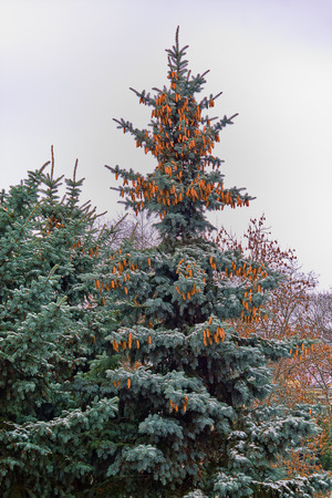 big blue spruce with cones against the skyの写真素材