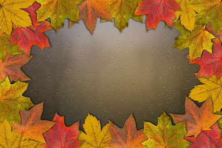 yellow maple leaves on glass background closeupの写真素材
