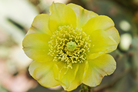 big yellow cactus flower closeupの写真素材