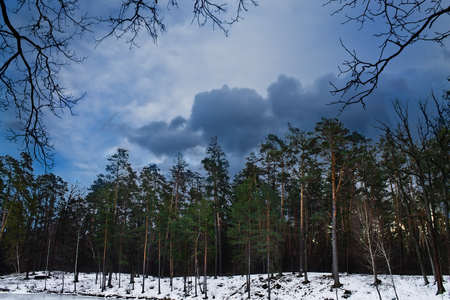winter forest on the shore of the lake a cloudy dayの写真素材