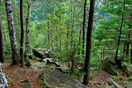 Carpathian Summer mixed forest on the mountain topの写真素材