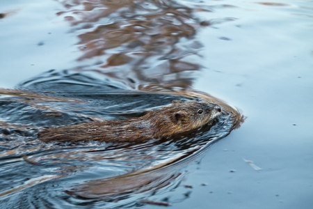 muskrat swimming in the lake close upの写真素材