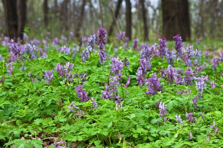Spring meadow with blooming purple Corydalis closeupの写真素材