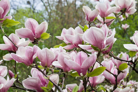 pink Magnolia flowers on a branch closeupの写真素材