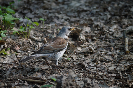 gray bird on the ground among fallen leavesの写真素材