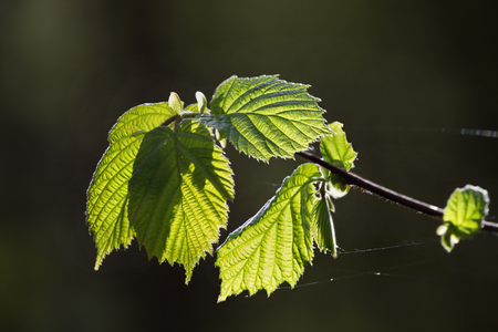 Spring blossoming leaf illuminated by the sunの写真素材