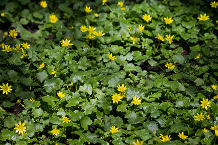 meadow with yellow flowers spring buttercup closeupの写真素材