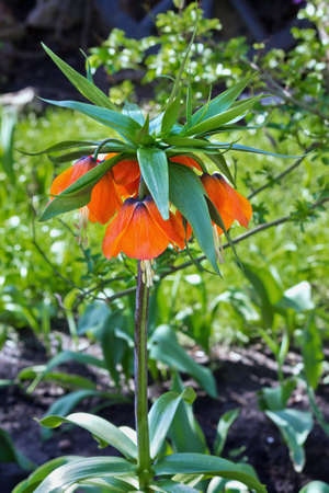 Orange flower garden Fritillaria imperialis closeupの写真素材