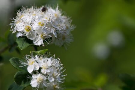 blurred background with flowers of meadowsweet closeupの写真素材