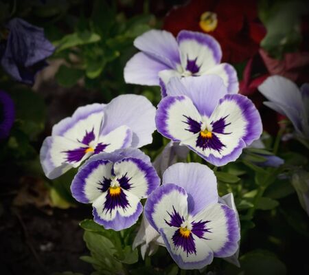 blue and white pansies closeup on a bedの写真素材
