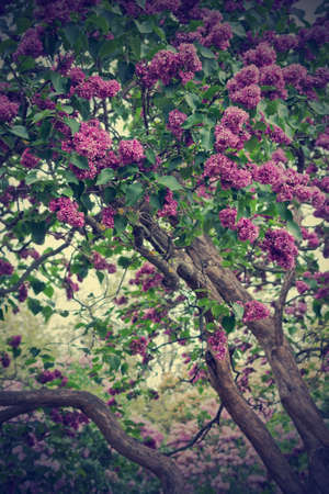 toned image of a flowering bush violet lilac in the gardenの写真素材