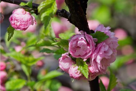 Pink almond bush with flowers closeupの写真素材