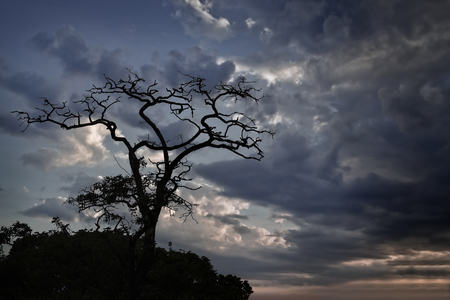 silhouette dry tree on background of stormy skyの写真素材